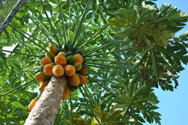 木瓜樹怎么種 木瓜樹幾年能結果