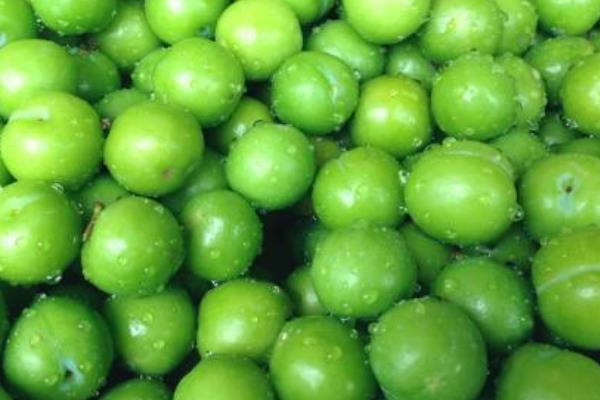 青李子功效與作用及禁忌 孕婦可以吃青李子嗎