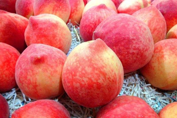 切桃子的方法 桃子常溫能放多久