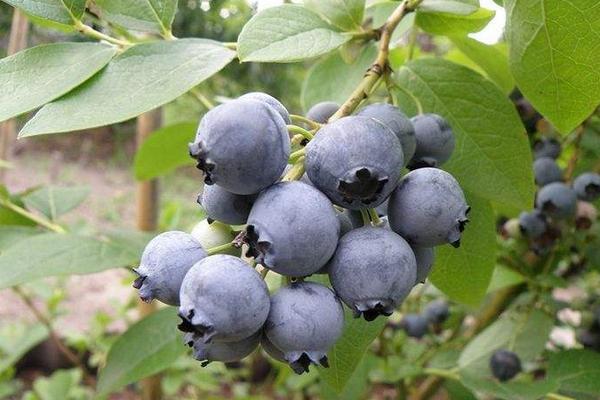 藍(lán)莓需要打農(nóng)藥嗎 藍(lán)莓幾月修剪最佳