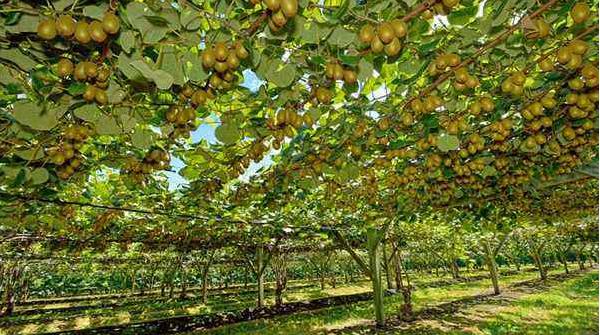 紅心獼猴桃種植技術(shù) 紅心獼猴桃?guī)啄杲Y(jié)果