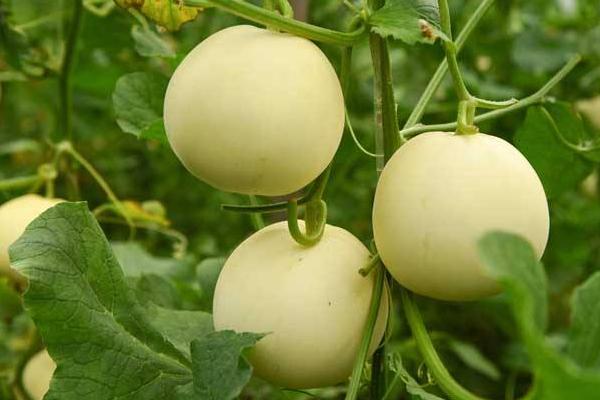 甜瓜細菌性葉枯病防治方法 甜瓜花葉病防治方法