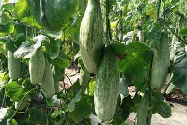 羊角蜜甜瓜是涼性的嗎 羊角蜜甜瓜孕婦能吃嗎