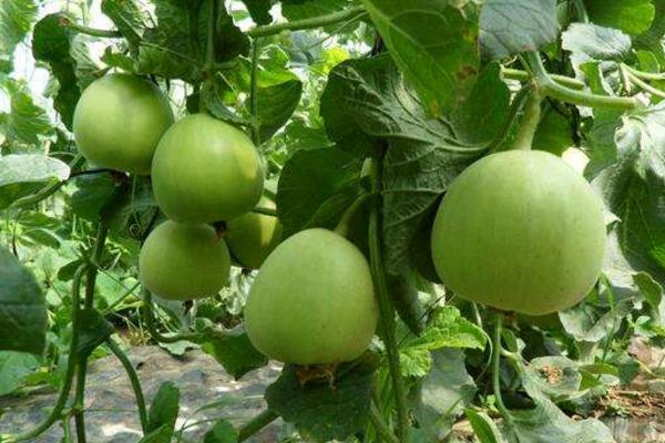 露地甜瓜種植技術 甜瓜最晚幾月份種植