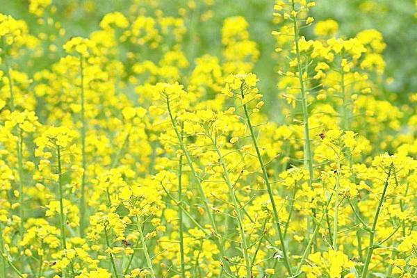 青海油菜花在哪里 門源油菜花什么時候開 青海湖門源油菜花花期是幾月