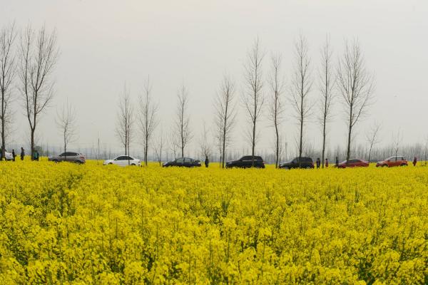 青海油菜花在哪里 門源油菜花什么時候開 青海湖門源油菜花花期是幾月