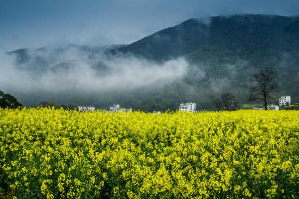 青海油菜花在哪里 門源油菜花什么時候開 青海湖門源油菜花花期是幾月
