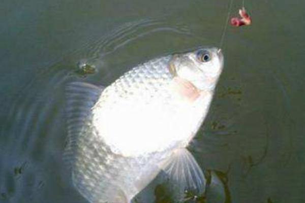 大蒜能釣魚嗎 大蒜釣魚效果好不好