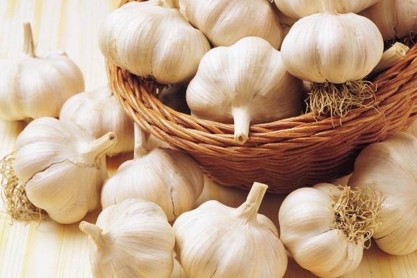 大蒜能釣魚嗎 大蒜釣魚效果好不好