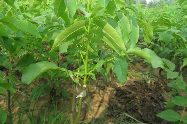 棗樹苗品種有哪些 什么棗樹苗品種好