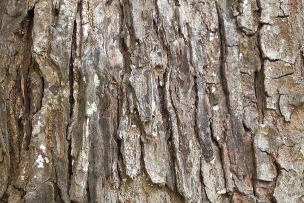 棗樹皮功效與作用及禁忌 棗樹皮泡水喝有什么用