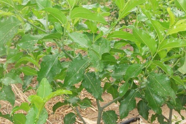 棗樹苗品種有哪些 什么棗樹苗品種好