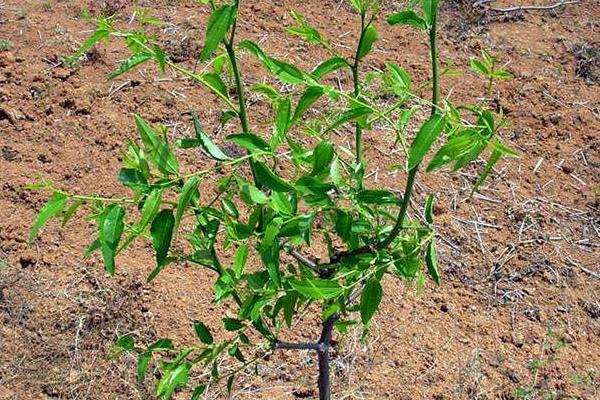 棗樹苗品種有哪些 什么棗樹苗品種好