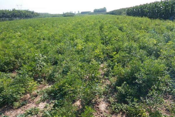 棗樹苗品種有哪些 什么棗樹苗品種好