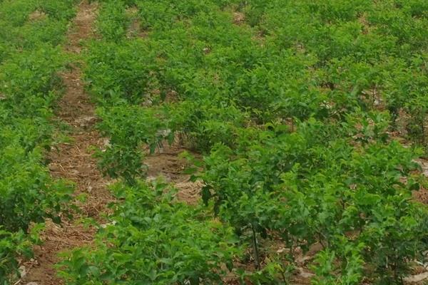 棗樹苗品種有哪些 什么棗樹苗品種好