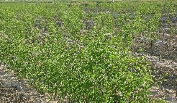 棗樹苗品種有哪些 什么棗樹苗品種好