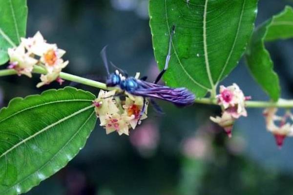 棗樹幾月開花結(jié)果 棗樹開花打什么藥好