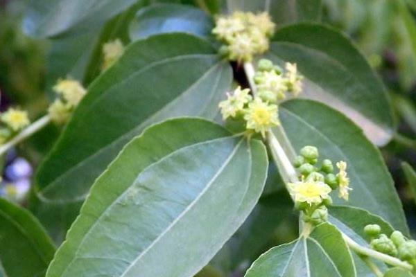 棗樹幾月開花結(jié)果 棗樹開花打什么藥好