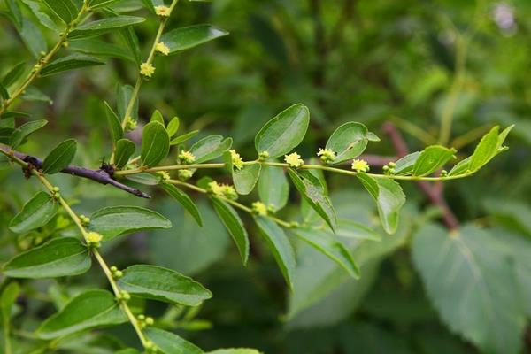 棗樹幾月開花結(jié)果 棗樹開花打什么藥好