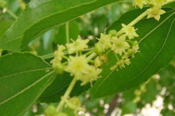 棗樹幾月開花結(jié)果 棗樹開花打什么藥好