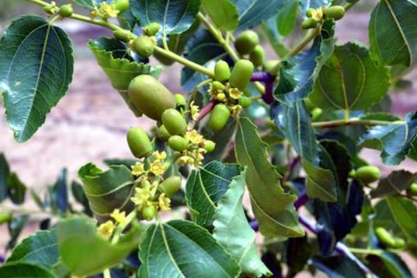 棗樹幾月開花結(jié)果 棗樹開花打什么藥好