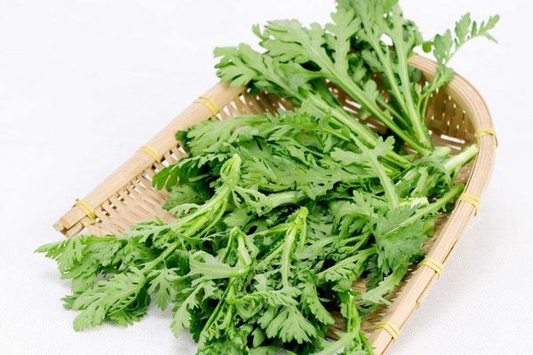 什么人不能吃茼蒿 野茼蒿的功效與作用