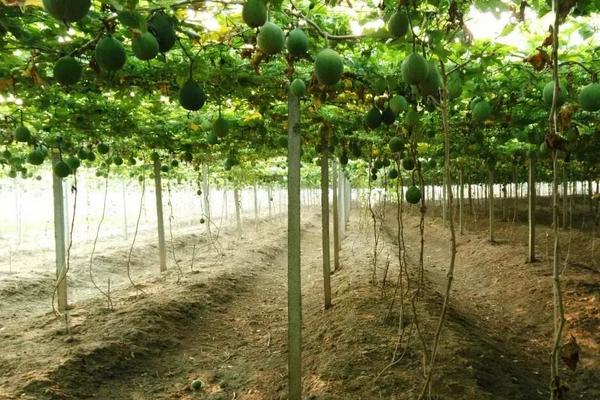 瓜蔞一畝地能掙多少錢 瓜蔞種植的風(fēng)險有多大