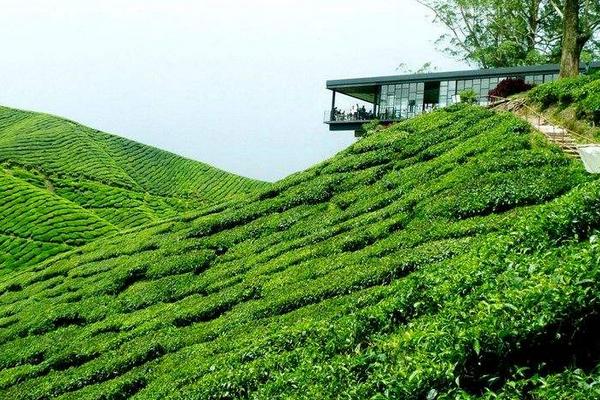 山地農(nóng)業(yè)現(xiàn)代化是什么 山地農(nóng)業(yè)有什么優(yōu)勢和特點(diǎn)