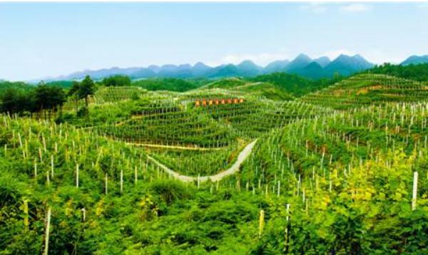 山地農(nóng)業(yè)現(xiàn)代化是什么 山地農(nóng)業(yè)有什么優(yōu)勢和特點(diǎn)