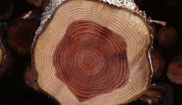 刺猬紫檀原色是什么顏色 刺猬紫檀有酸臭味嗎