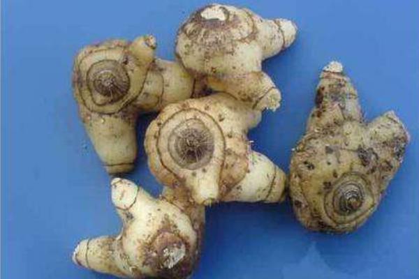 白芨種植前景怎么樣 白芨種植是一年一收嗎