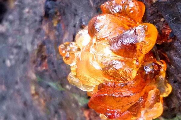 桃樹膠市場價格多少錢一斤 剛采的桃樹膠能直接吃嗎