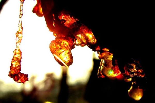 桃樹膠市場價格多少錢一斤 剛采的桃樹膠能直接吃嗎