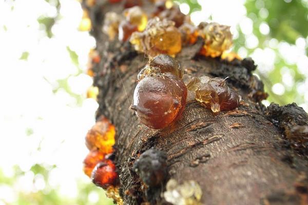 桃樹膠市場價格多少錢一斤 剛采的桃樹膠能直接吃嗎