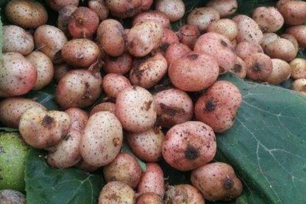 野地瓜的功效與作用及禁忌 野地瓜的藥用價(jià)值