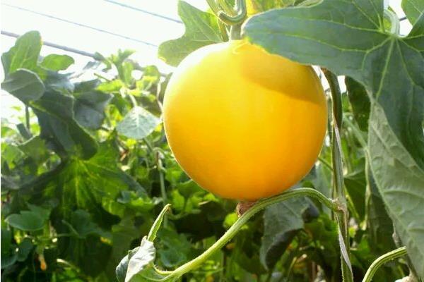 伊麗莎白瓜怎么挑選 伊麗莎白瓜為什么發(fā)苦