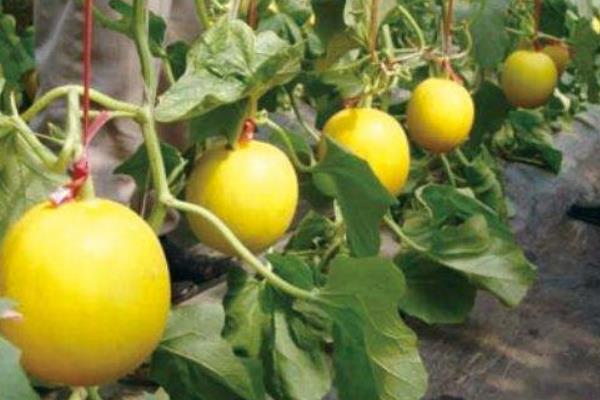 伊麗莎白瓜怎么挑選 伊麗莎白瓜為什么發(fā)苦