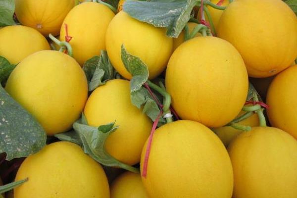 伊麗莎白瓜怎么挑選 伊麗莎白瓜為什么發(fā)苦