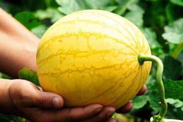 黃金瓜和伊麗莎白瓜的區(qū)別是什么 伊麗莎白瓜是哈密瓜嗎