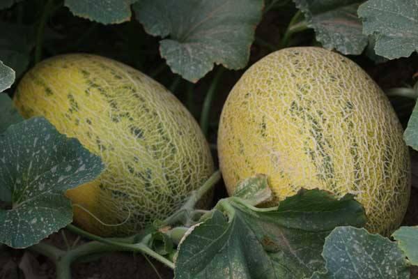 黃皮哈密瓜叫什么名字 黃皮哈密瓜怎么挑選