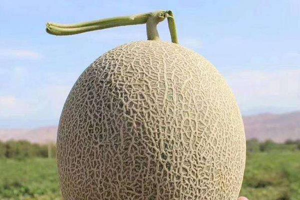 黃皮哈密瓜叫什么名字 黃皮哈密瓜怎么挑選