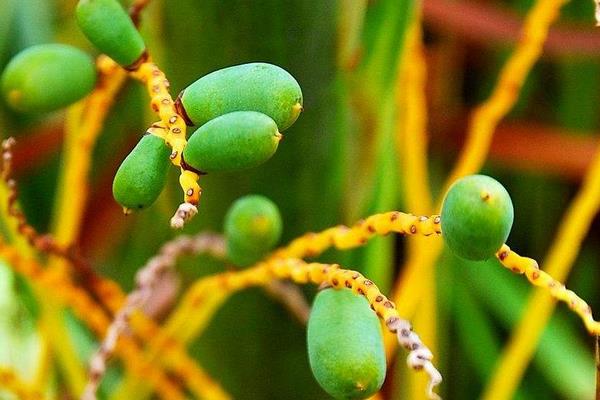 加拿利海棗樹市場價格多少錢一棵 海棗果實能吃嗎