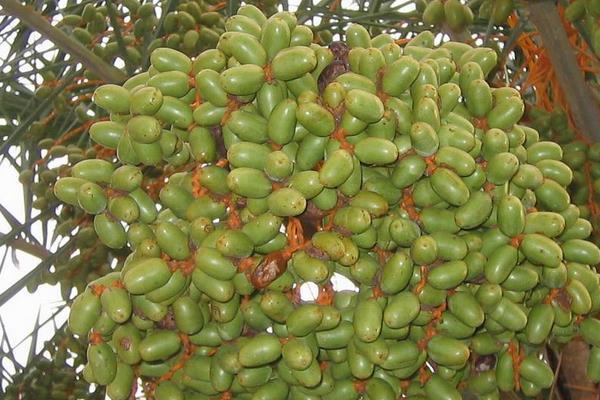 加拿利海棗樹市場價格多少錢一棵 海棗果實能吃嗎