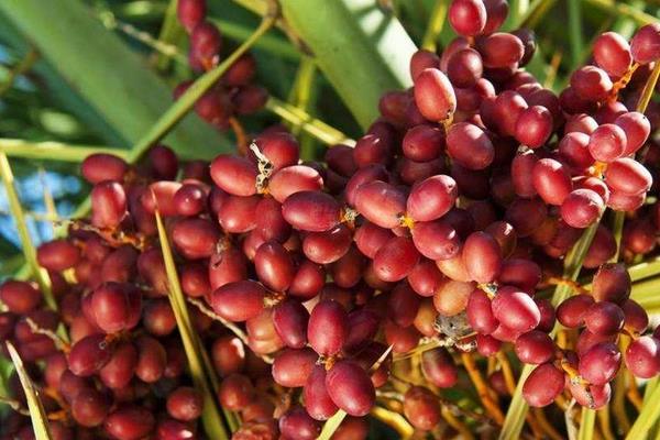 加拿利海棗樹市場價格多少錢一棵 海棗果實能吃嗎