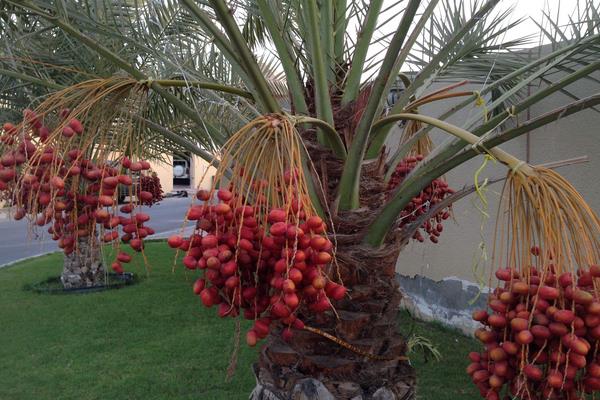 加拿利海棗樹市場價格多少錢一棵 海棗果實能吃嗎