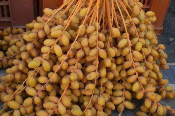 加拿利海棗樹市場價格多少錢一棵 海棗果實能吃嗎