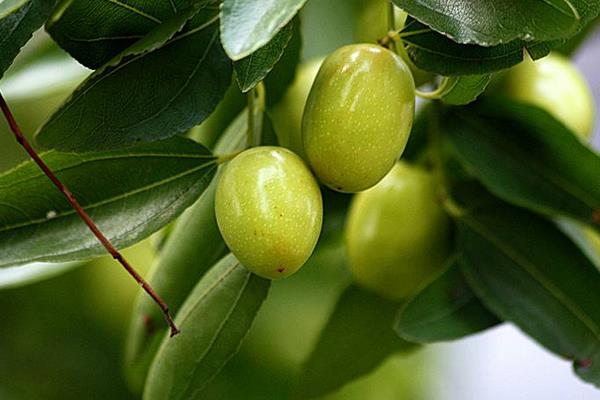 家里種棗樹吉利嗎 院子里種棗樹家很窮嗎