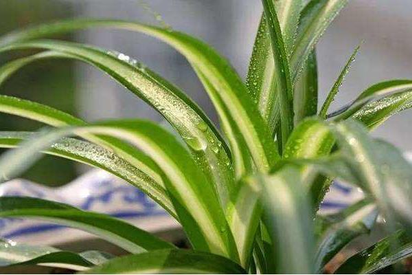 家里養花的風水 院子里種什么花風水好