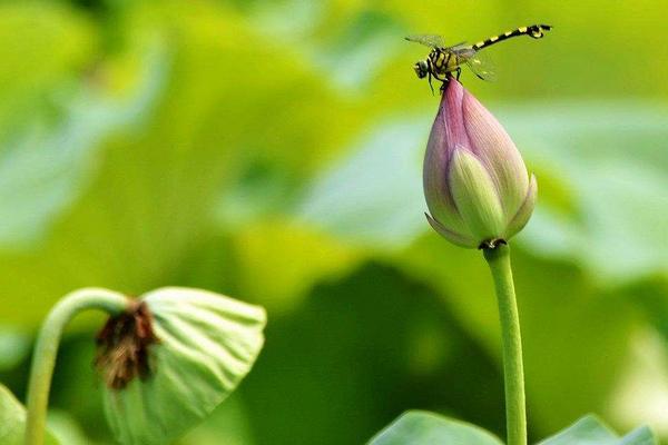 有關(guān)農(nóng)業(yè)的諺語有哪些 農(nóng)業(yè)諺語大全