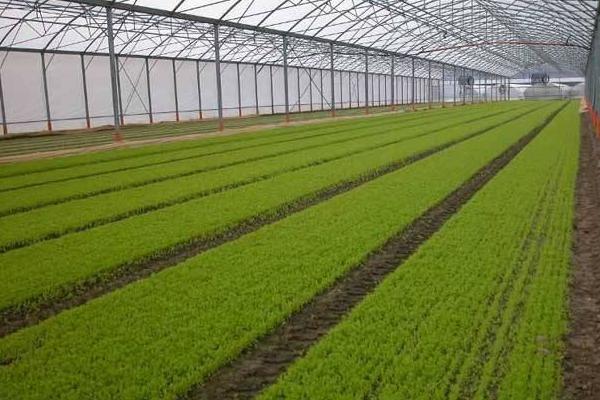 什么是種植園農(nóng)業(yè) 熱帶種植園農(nóng)業(yè)特點(diǎn)